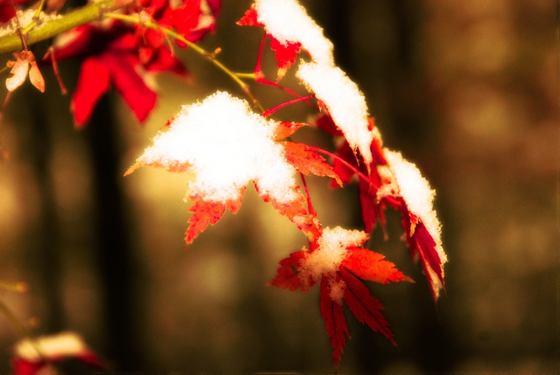 2012年的第一场雪 - 玉环县人民医院